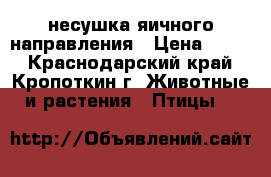 несушка яичного направления › Цена ­ 200 - Краснодарский край, Кропоткин г. Животные и растения » Птицы   